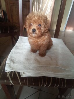 Toy pudel . pudlik - 5
