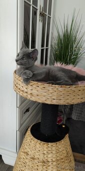 Skrabadlo pre mačky - 5