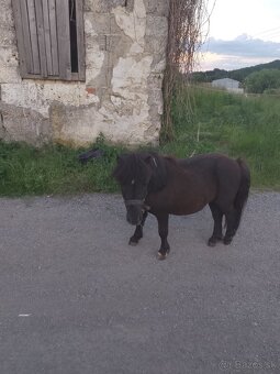 Predám ponika - 5
