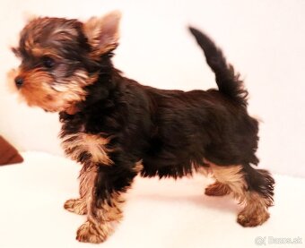 Yorkshire Terrier, York, Jork, Yorkshirsky teriér, šteniatka - 5