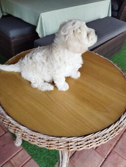 maltipoo - 5