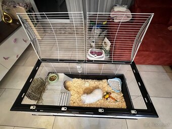 Predam bieleho zajaca Mini lop + full vybavenie - 5