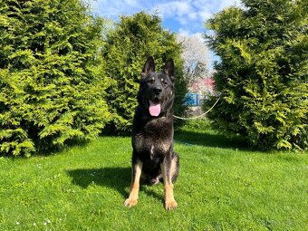 Nemecký ovčiak-fenky - 5