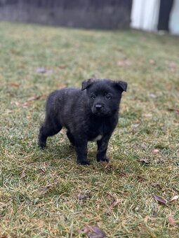 Darujem šteniatka - 5