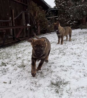 Nemecký ovčiak - 5