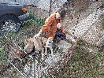 Ceskoslovenský vlčiak-šteniatka - 5