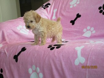 Pudel toy apricot white - 5