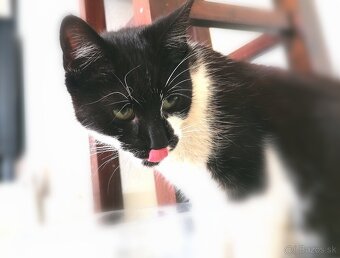 Mačička Tuxedo - 5