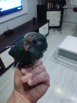 Predám kakariki - 5