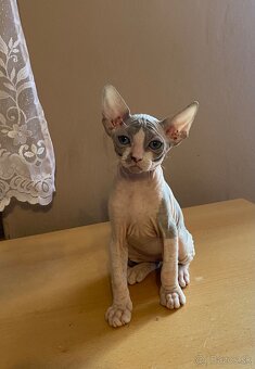 Don Sphynx - 5