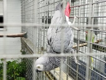 Papagaje - 5