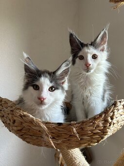 Main coon - 5