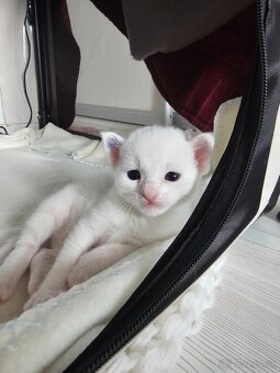 Ruská modrá a biela mačka-  prijímame  rezervácie - 5