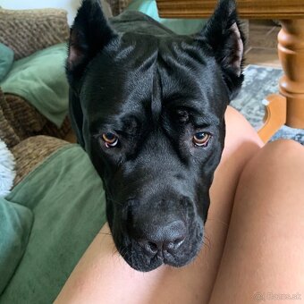 Cane corso - 5