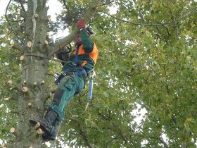 Arboristicke a pilčicke práce rizikový výrub stromov - 5