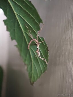 Strašilka australská (Extatosoma tiaratum) - 5