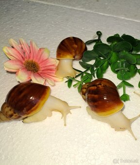 Africký slimák Lissachatina Fulica albinobody - 5