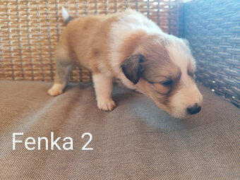 KÓLIA DLHOSRSTÁ,  ŠTENIATKA - 5