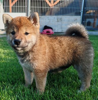 Shiba inu psýky s PP - 5