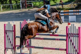 Vyhrávací kobyla - ideální na přechod z ponysportu - 5
