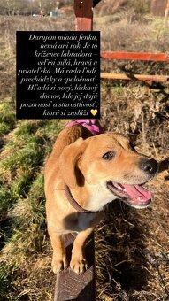 Darujem psíka do dobrých rúk - 5