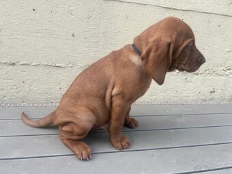 Maďarská vyžla - 5