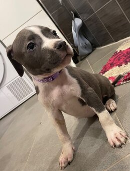 Americky Staford - 5