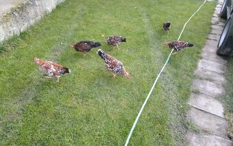 Predám vlaška porcelanova - 5