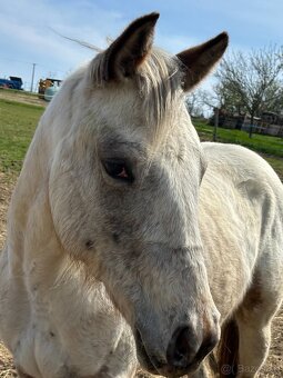Kobylka Appaloosa - 5
