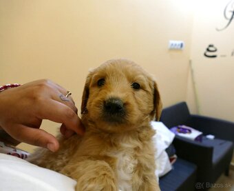 Goldendoodle - 5