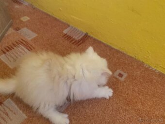🐾 Perzské mačiatko 🐱 - 5