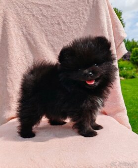 Pomeranian s PP - 5