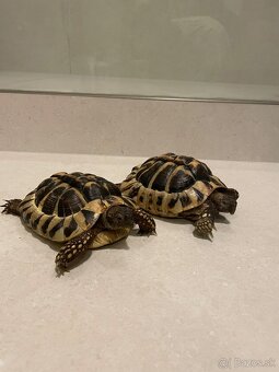 Korytnačky suchozemnské - 5