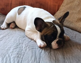 Francúzsky buldoček s PP (FCI) - 5