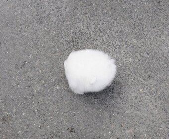 Šteniatka francúzskeho buldočka a pomeraniana sú k dispozíci - 5