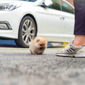 Pomeranian mini - 5