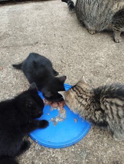 Darujem mačiatka - 5