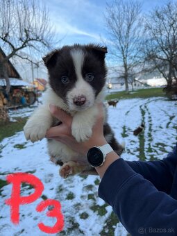 Predám border kólia šteniatka - 5