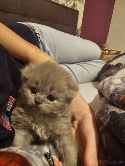 Britské modré maciatka - 5