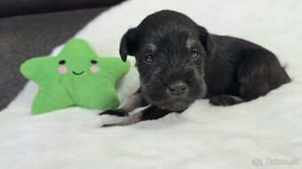 Bradáč malý čiernostrieborný s PP - 5