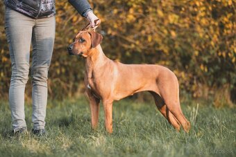 Přijímáme rezervace na štěňátka Rhodéský ridgeback s PP - 5