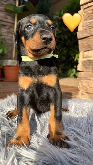 Šteniatka DOBERMAN - 5