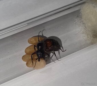 Mravce Camponotus Ligniperda - 5