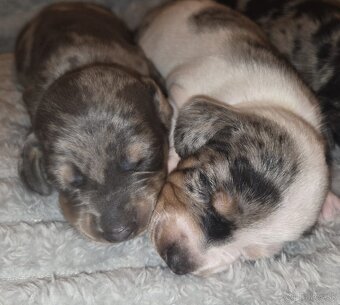 Šteniatka jazvečíka trpasličieho - 5