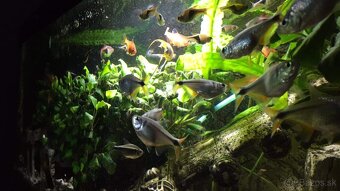 Akvárium terra 85L - 5