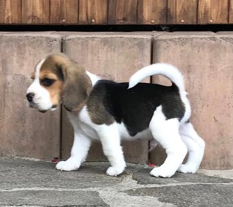 Beagle Bigel Bigl s PP FCI - 5
