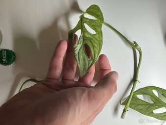 Monstera adansonii “ Indonesian marble “ - 5