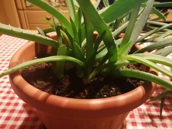 Aloe vera - 5