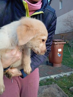 Šteniatka labradora - 5