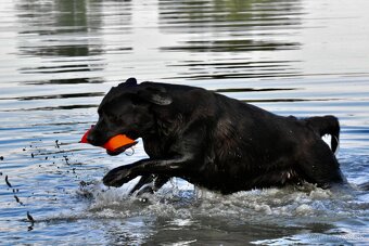 Labradorský retríever s PP - černá a čokoládová štěňátka - 5
